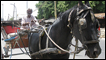 A tonga-wallah in Delhi