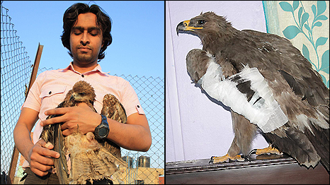 Delhi Bird Hospital
