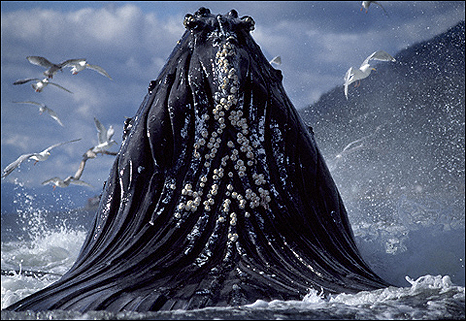 One of The Whale Man's spectacular photographs