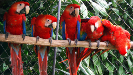 macaws