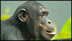 Monkey World