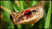 coqui frog - photo by cesarcabrera