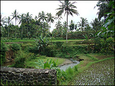 Rice field, East Java