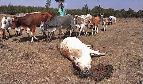 Lesakut Pereruan with the remains of his herd after a  drought wiped out 64 of his 120 cattle near Mount Kenya