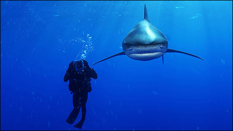 Photo: Brian Skerry