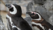 Penguins at San Francisco zoo