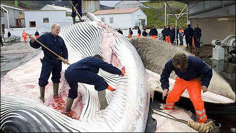 Whalers cut open a 35-tonne Fin whale caught off the coast of Iceland