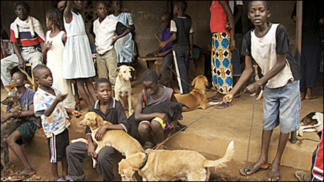 The street dogs of Freetown, Sierra Leone