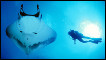 Queen of Mantas