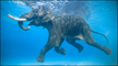 Rajan The Swimming Elephant