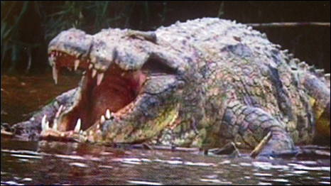 Gustave the crocodile