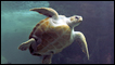 sea turtle
