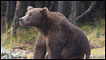 Grizzly bear