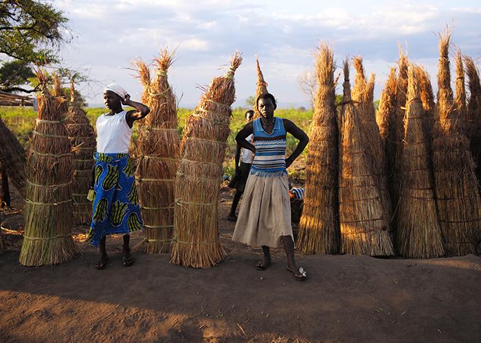 South Sudanese refugees collect straw for temporary lodging.