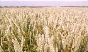 Wheat field