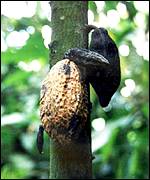 Cocoa tree in Ghana