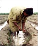 Asian farmer 