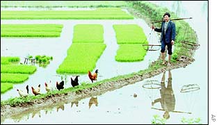 Chinese farmer