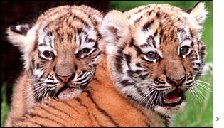 Siberian tiger cubs