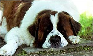 St Bernard