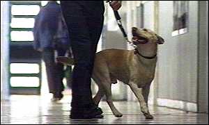 dugs dog