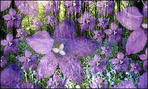 Bluebells