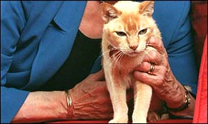 Cat (BBC)