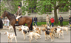 Horse and hounds