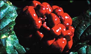 Ginseng berries