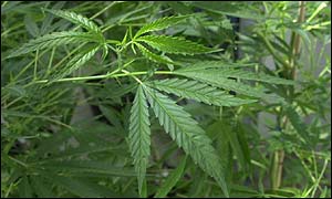 Cannabis plant