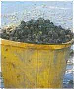 Bucket of cockles
