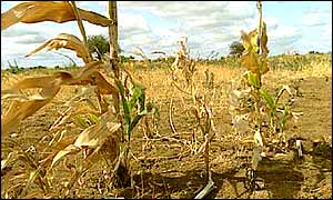 Crops destroyed by drought  