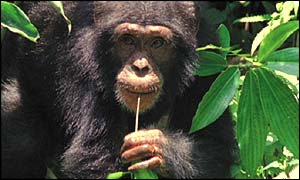Chimp, BBC