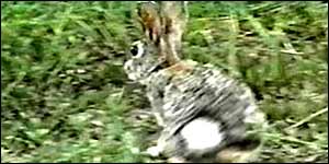 Rabbit