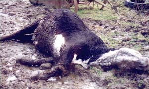 Dead cow