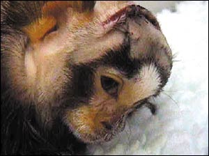Animal, Buav