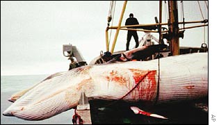 Norwegian ship captures minke Whale