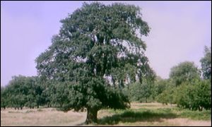 Oak tree