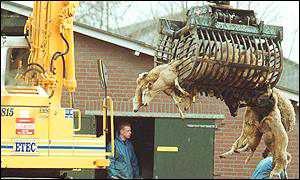 Slaughtered animals, Holland