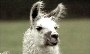 Llama