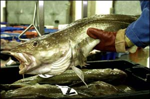 Cod   PA
