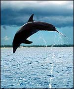 Leaping dolphin   BBC