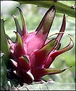 Vine cactus   TVE  