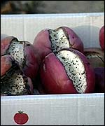 Sprayed fruit   TVE