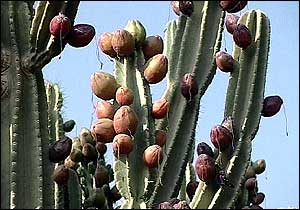 Cactus and fruit   TVE