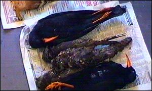 An RSPB video of the birds found in Sly's garage
