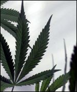 Cannabis plant