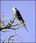 Macaw in tree   BBC