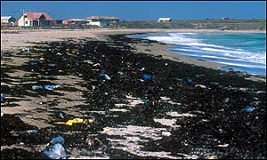 Seaweed