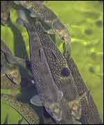 Farmed salmon   BBC